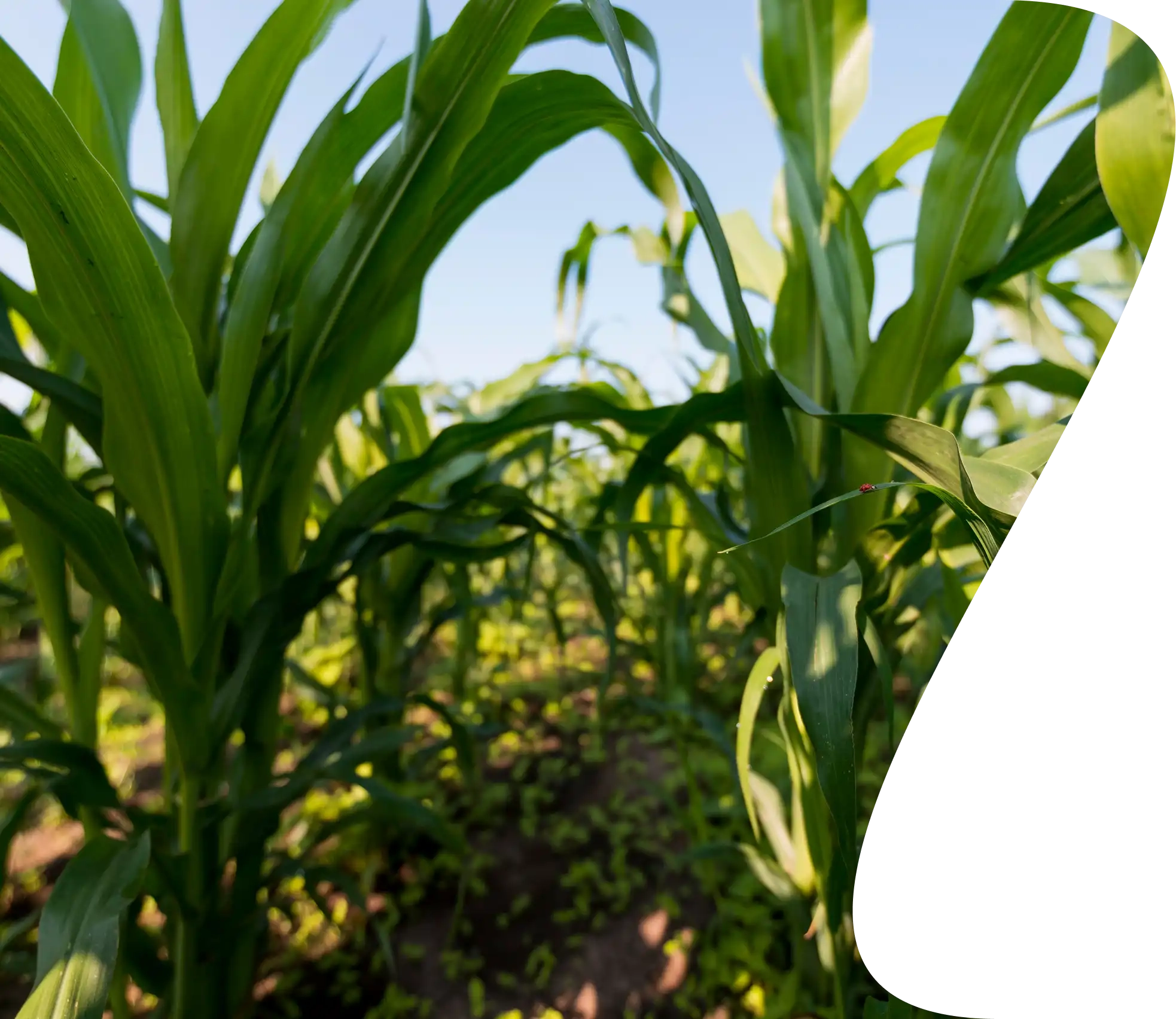 Healthy corn growing in a field