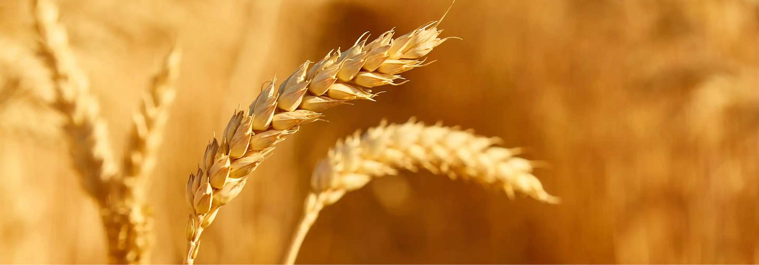 Golden wheat field