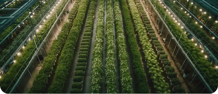 Peppers
