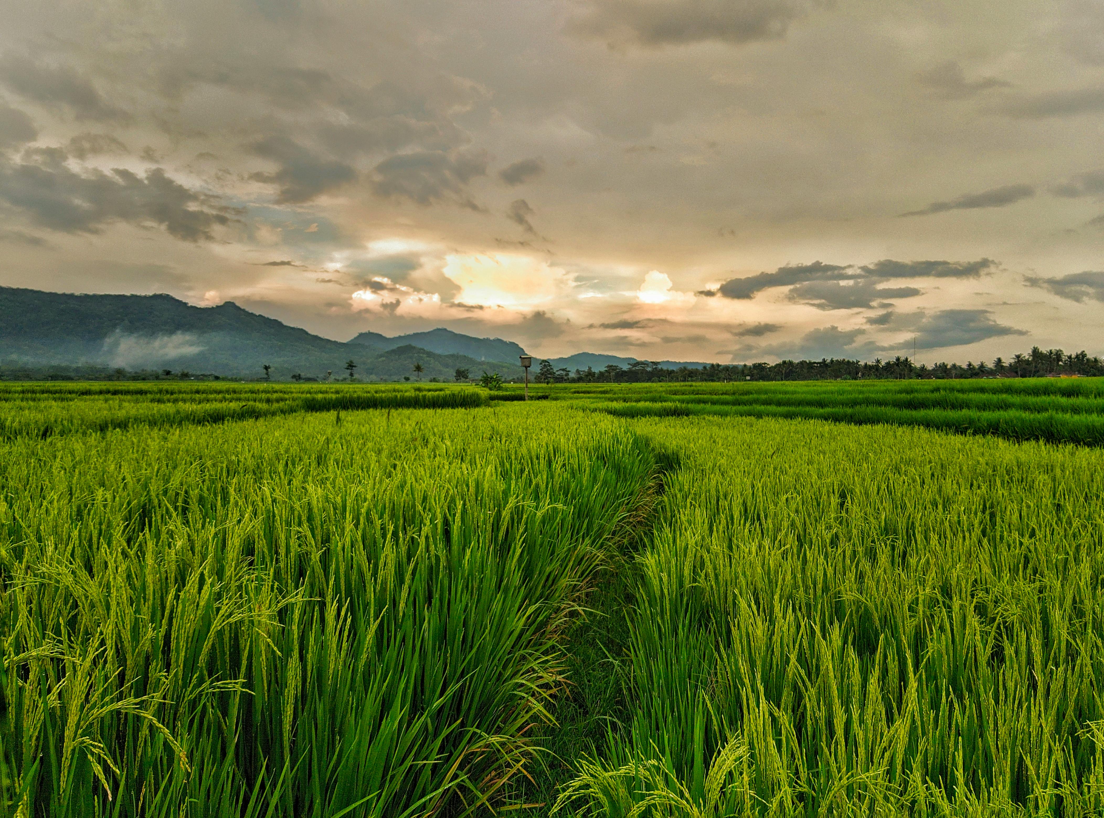From the first seed to the full granary, we stay with the farmer at every stage.